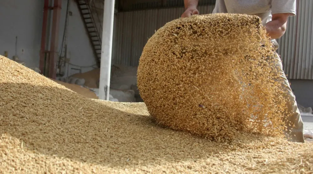 Hammer Mill or Disc Mill?