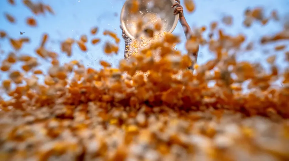 Flaked Corn vs. Cracked Corn?