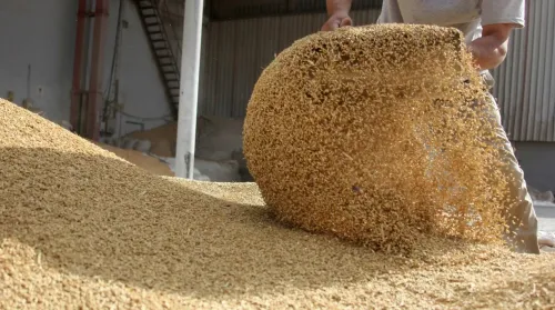 Hammer Mill or Disc Mill?