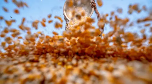 Flaked Corn vs. Cracked Corn?
